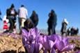 آغاز تور‌های گردشگری زعفران به مقصد تربت حیدریه