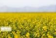 پیش‌بینی کشت ۲۳۰ هزار هکتار کلزا در سال زراعی جاری