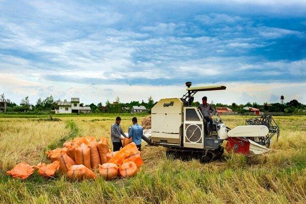 برداشت چهار هزار تن برنج از شالیزارهای کلات