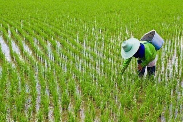 برداشت برنج از شالیزارهای کلات خراسان رضوی کاهش یافت