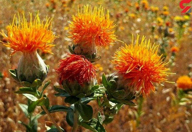 سازگاری بالای دانه گلرنگ با اقلیم خشک و نیمه‌خشک ایران