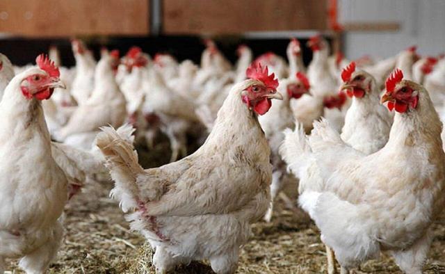 دستیابی به فناوری تلقیح مصنوعی خروس نژاد «آرین» برای تولید با کیفیت