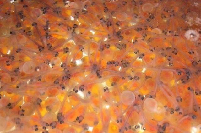واردات ۴۰۰ هزار تخم ماهی چشم‌زده در خمین