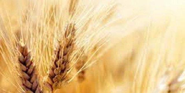 نرخ واقعی گندم مشخص شد/ دولت زیر بار تعیین گندم به نرخ واقعی می‌رود؟