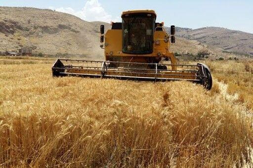 نرخ خرید تضمینی گندم امروز نهایی می‌شود