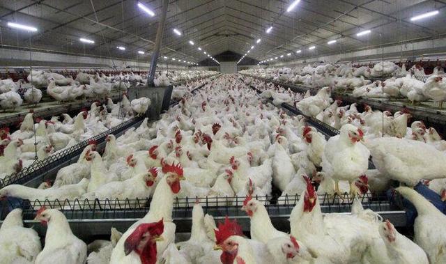 قیمت تمام‌شده واقعی مرغ‌ در مازندران ۲ برابر نرخ مصوب است