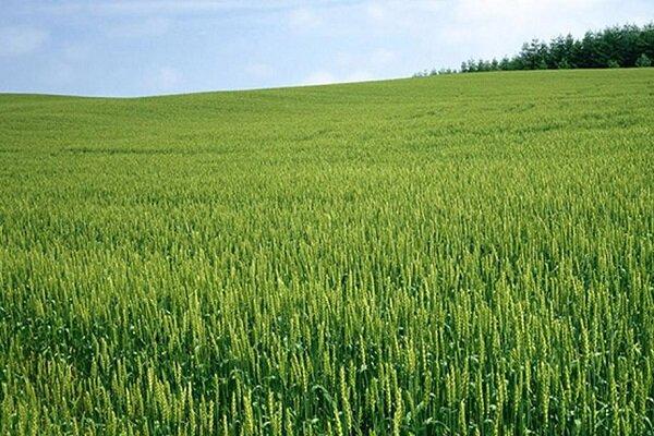 هشدار نایب‌رئیس کمیسیون اصل ۹۰: بحران آب تهدیدی برای امنیت غذایی کشور