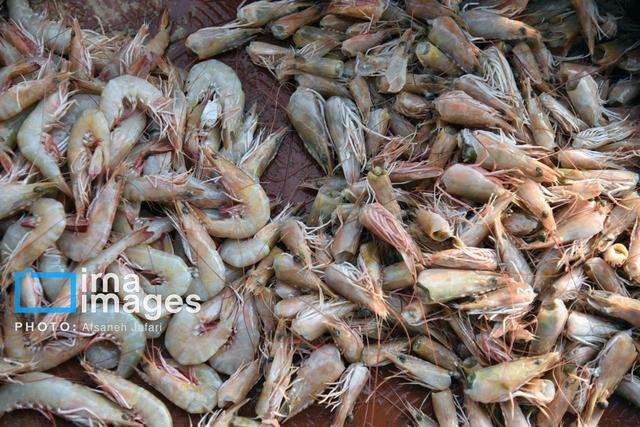 بیش از چهار هزار تن میگو از مزارع استان بوشهر برداشت شد