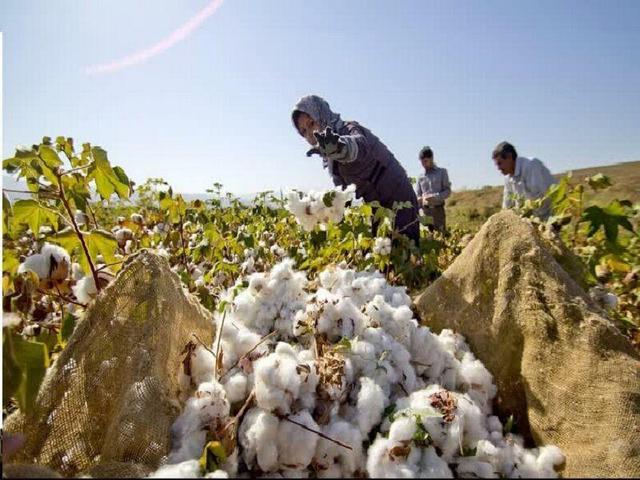 برداشت طلای سفید در میان‌جلگه آغاز شد