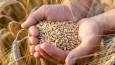 قیمت خرید تضمینی گندم تعیین شد