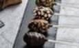 طرز تهیه آبنبات‌ های خرمایی سالم برای بچه‌ها؛ بدون شکر اضافه