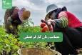 مصائب زنان کارگر فصلی