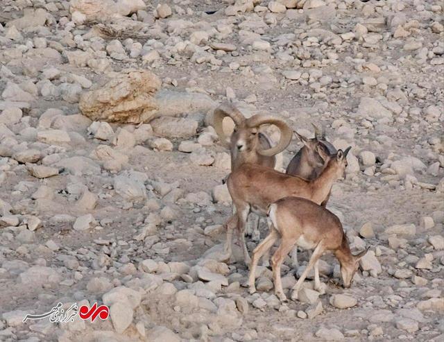 قوچ وحشی در ارتفاعات تنگه دشتی مهدیشهر