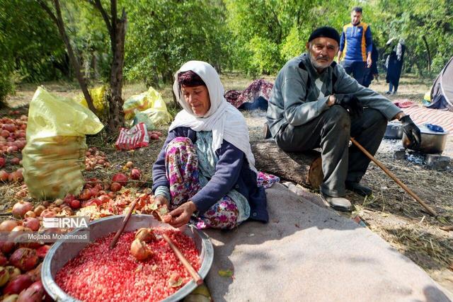 برداشت نوبرانه انار در گیلان آغاز شد