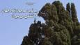 قنات نبادان خشک است ؛ آب ۲ هزار ساله چه شد؟ / سرو ابرکوه ، پیرترین موجود زنده جهان پس از ۴۵۰۰ سال از تشنگی می‌میرد؟ تاج سرو شکسته‌ است (فیلم)