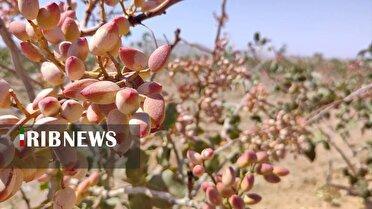 برداشت ۳۰۰ تن میوه خندان از باغ های میمه