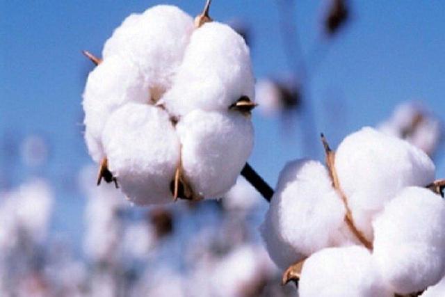 قیمت خرید پنبه در خراسان شمالی عادلانه نیست