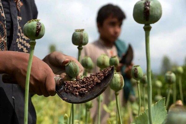 با کشت کنندگان خشخاش بدون مماشت برخورد می‌شود