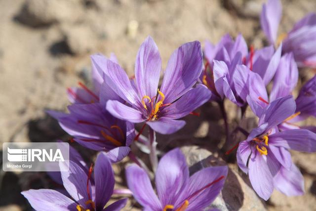 ۱۶ هزار هکتار زمین زیر کشت زعفران؛ سهم خراسان جنوبی از طلای سرخ ایران