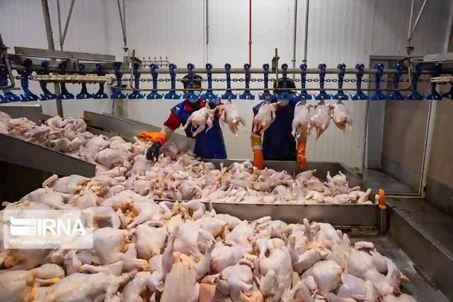 استاندار: کنترل قیمت مرغ در قم با نظارت دقیق دنبال شود