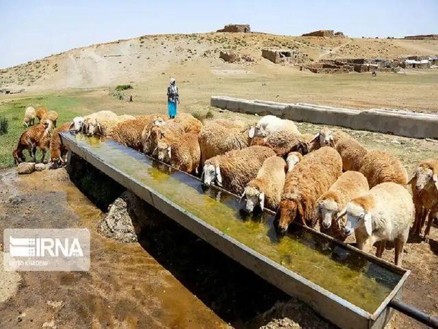 ساخت ۵۷۰ متر آبشخور بهداشتی برای دام عشایر قزوین