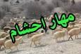 توقيف احشام قاچاق در مرز بانه