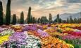 تهران میزبان گل‌های داوودی شد