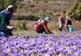 زنان روستایی و عشایری، قهرمانان و سربازان گمنام امنیت غذایی کشور