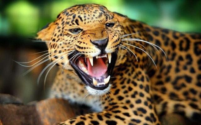 ببینید | چرا «جگوار» گاهی استفراغ می‌کند؟
