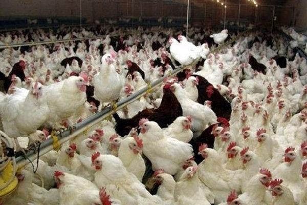 شیوع آنفلوآنزای فوق حاد پرندگان تکذیب شد