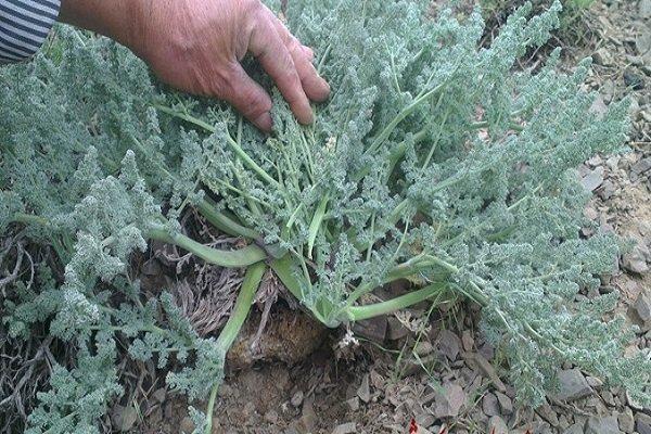 گیاهان دارویی ایلام زیر تیغ سودجویی انسانی؛ نفس زاگرس بریده شد
