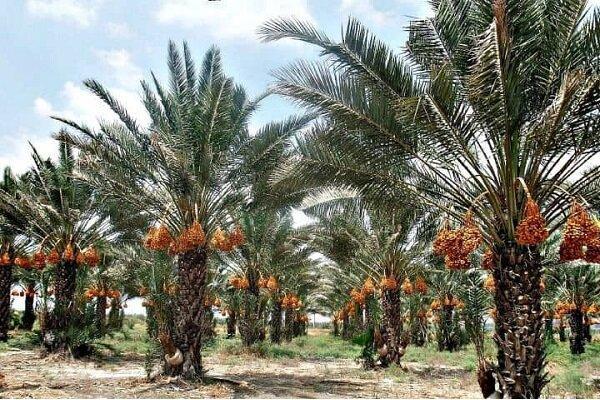 عزیزان:برداشت خرمای پیارم در صالح‌آباد مهران آغاز شد
