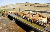 ساخت ۵۷۰ متر آبشخور بهداشتی برای دام عشایر استان قزوین