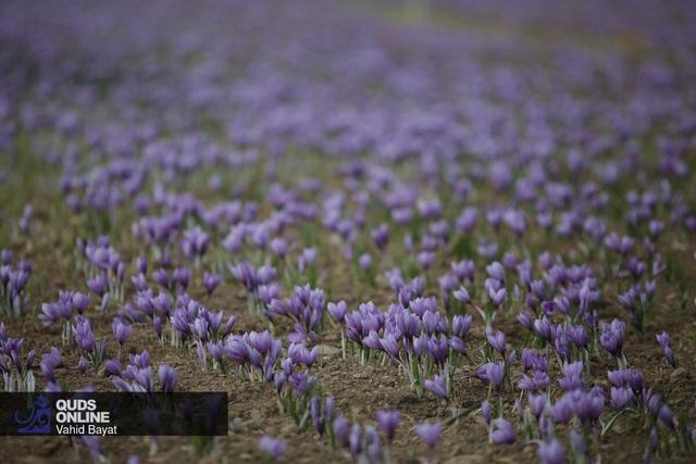 طلای سرخ در دستان خسته؛ وامنان گلستان بوی زعفران گرفت