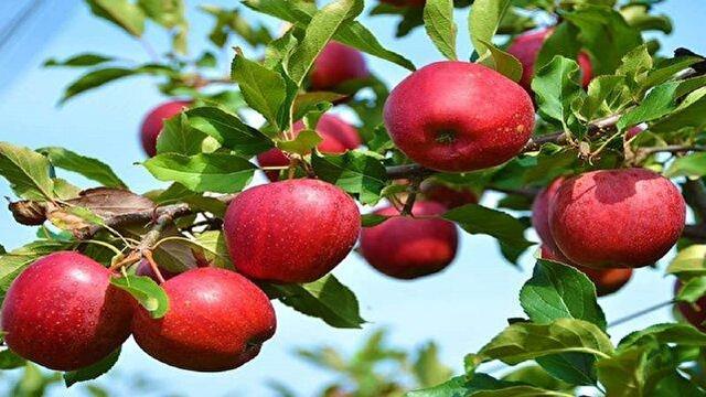 پیش‌بینی برداشت حدود ۱۷۰ هزار تن محصول از باغ‌های سیب مراغه