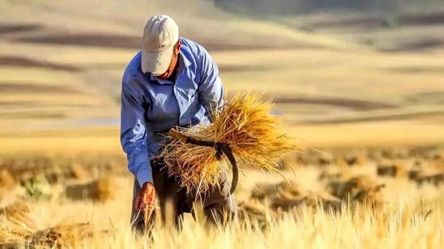 تسویه بدهی دولت به فعالان کشاورزی طی سه هفته آینده
