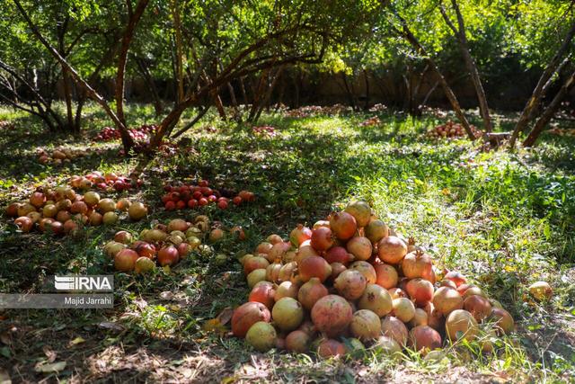 طعم انار در باغشهر تفت؛ جشنواره‌ای برای احیای یک برند استراتژیک
