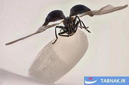 عکس: برندگان مسابقه عکاسی میکروسکوپی نیکون ۲۰۲۵ مشخص شدند.