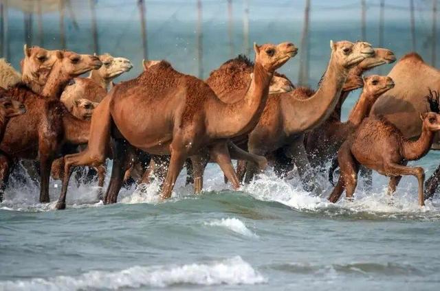 ببینید | حمام شترها در آب‌های خلیج فارس