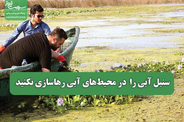سنبل آبی را در محیط‌های آبی رهاسازی نکنید