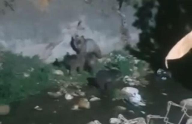 مشاهده خرس مادر و ۳ توله در فلارد