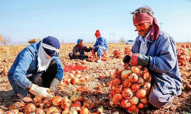 آغاز کشت پیاز قرمز در سرخه