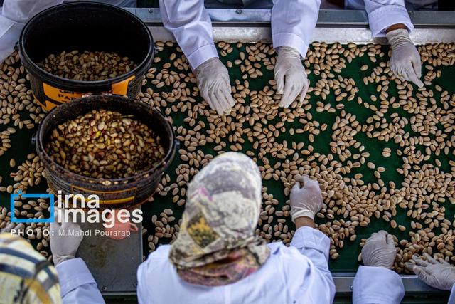 پسته سیستان و بلوچستان؛ گنج مرغوب اما در سایه برندهای غیر بومی