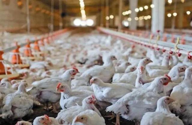 افزایش یک میلیون قطعه‌ای جوجه‌ریزی استان تهران با احیای ۲۹ مرغداری راکد