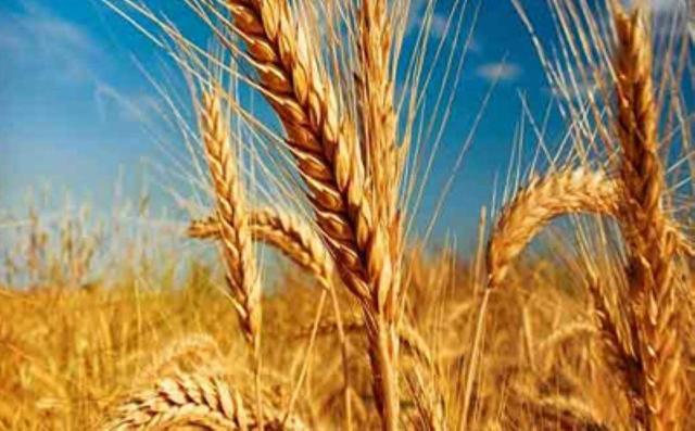 نرخ جدید خرید تضمینی گندم اعلام شد