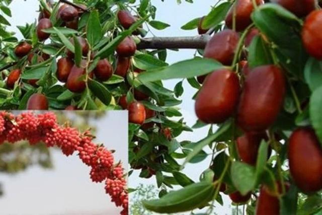 زرشک و عناب خراسان جنوبی به بورس می‌روند؛ گام جدید برای توسعه صادرات
