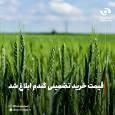 قیمت خرید تضمینی گندم ابلاغ شد