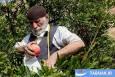 عکس: برداشت انار در دل کوهستان‌های رودبار