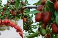 زرشک و عناب خراسان جنوبی به بورس می‌روند؛ گام جدید برای توسعه صادرات