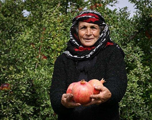 بزرگترین انارستان کشور میزبان جشنواره یاقوت سرخ